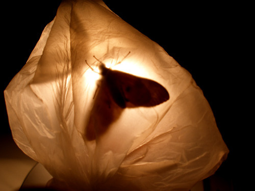 只有打掉学区房价格上涨预期,才能从根本上扭转许多人飞蛾扑火般扑向